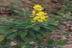 Crotalaria semperflorens